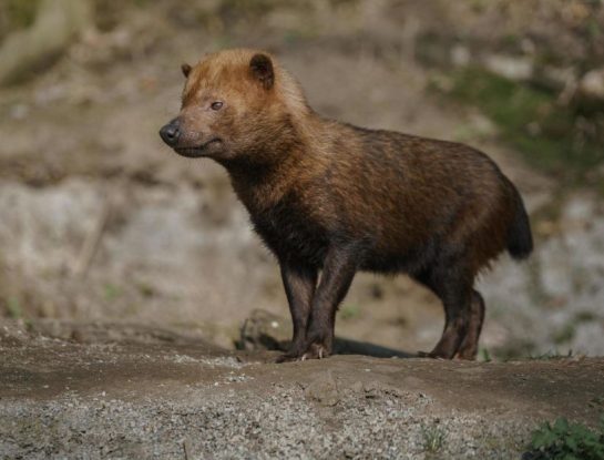 Zorro vinagre, un llamativo mamífero que habita en el extremo noreste de Argentina