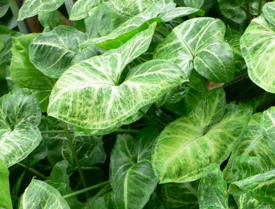 Punta de flecha: la planta tóxica de Latinoamérica que representa un peligro para humanos y animales