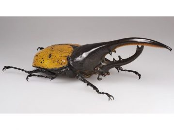 escarabajo-mas-largo