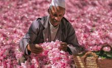 Festival de las Rosas - El Kalaat M’Gouna, Marruecos