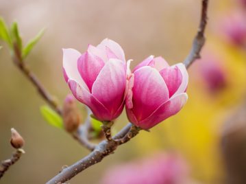 ¿Por qué proponen cambiarle los nombres a las magnolias y a otras especies ?