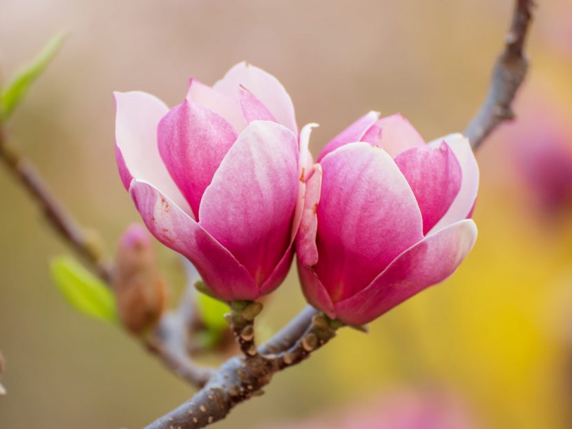 ¿Por qué proponen cambiarle los nombres a las magnolias y a otras especies ?