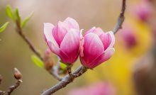 ¿Por qué proponen cambiarle los nombres a las magnolias y a otras especies ?