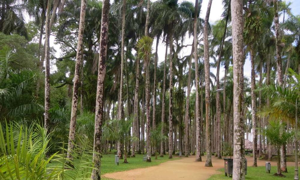 Palmeras del jardín más famoso de Surinam. 