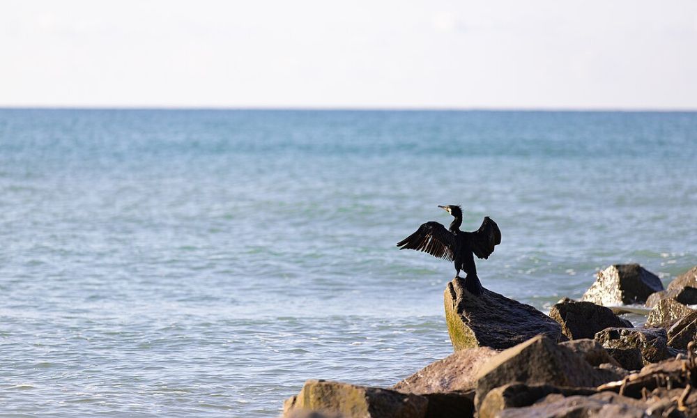 Ave frente al mar con menor profundidad del mundo. 