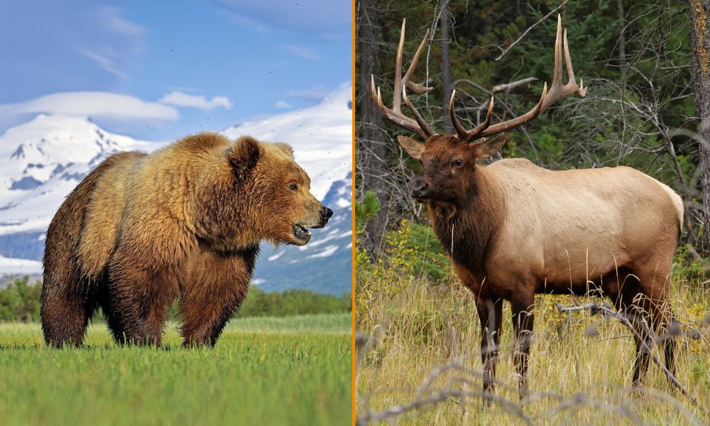 Oso grizzly y wapití o elk, en el Parque Nacional de Yellowstone.