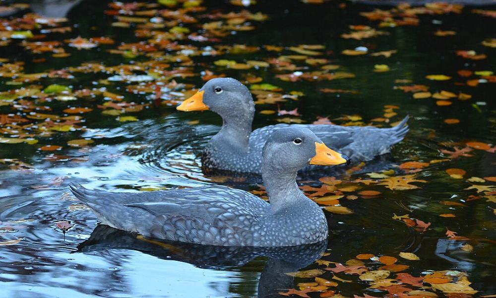 Una pareja de esta especie de pato patagónico.