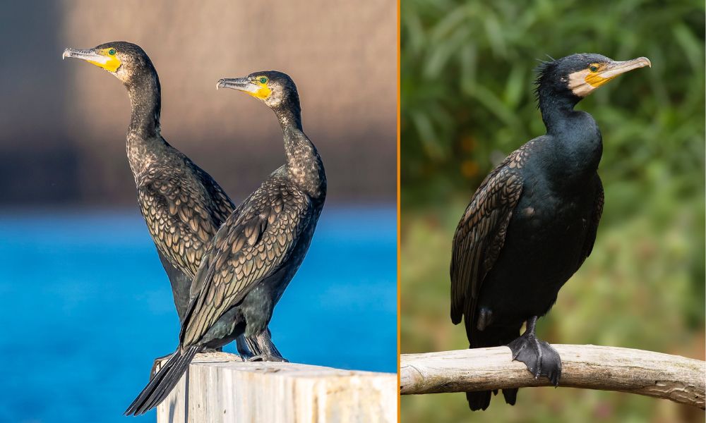 Cormorán grande, el ave que se alimenta de anguilas