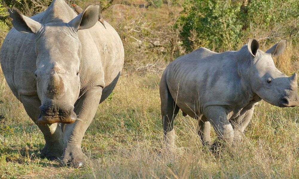 Dos ejemplares de rinoceronte blanco.