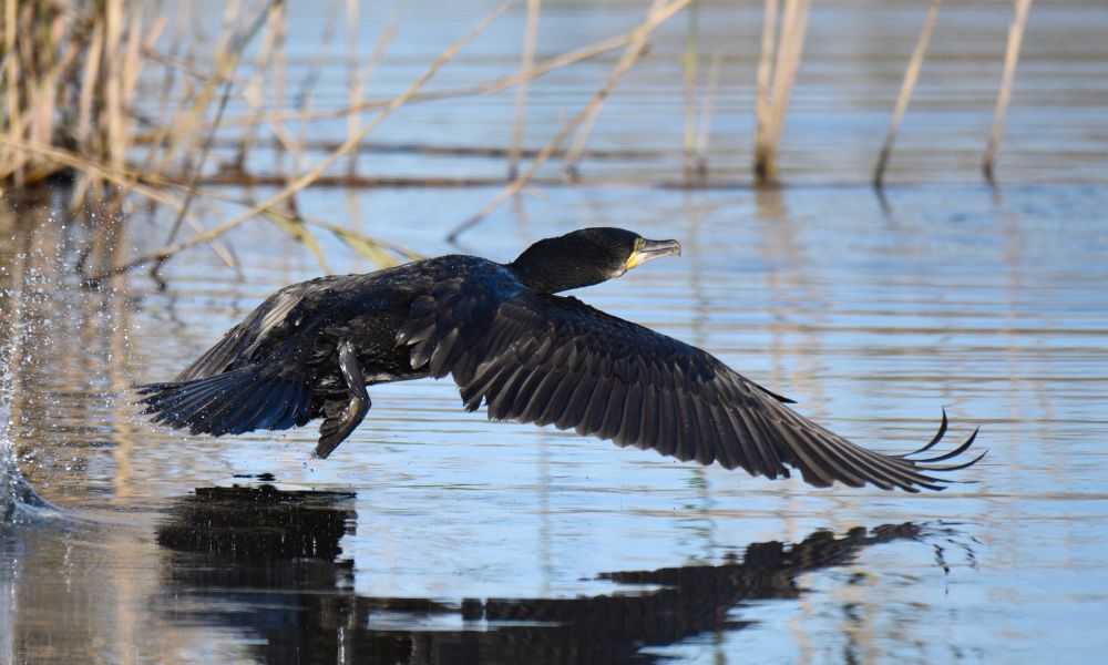 Phalacrocorax carbo, el segundo ave más grande de su familia