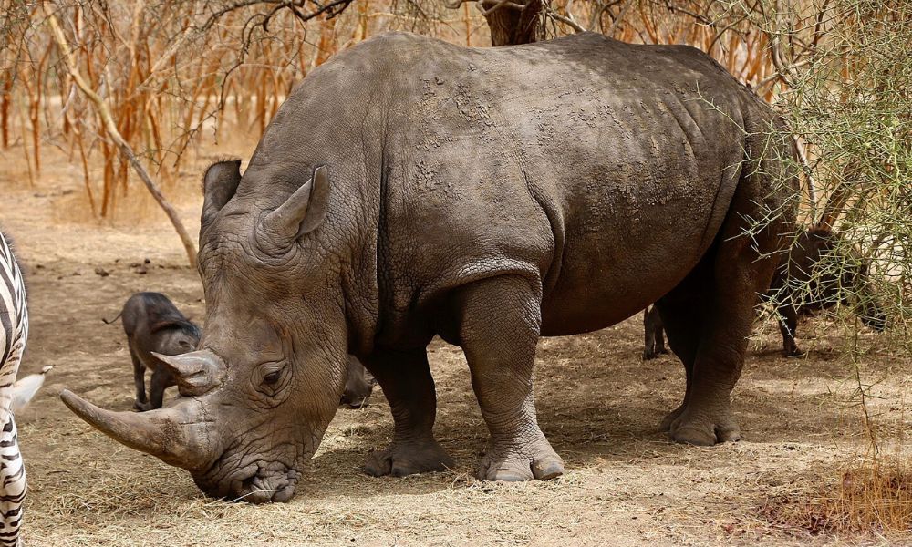 Un rinoceronte blanco con su cuerno. 
