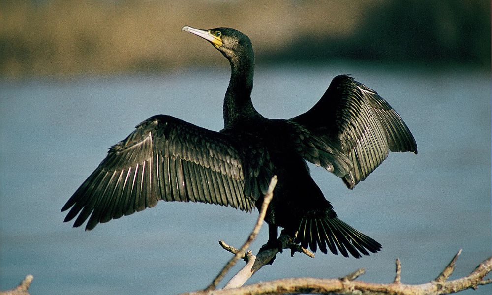 Cormorán grande, el ave que habita en cinco continentes