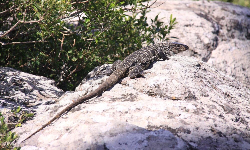 Un lagarto overo en la naturaleza. 