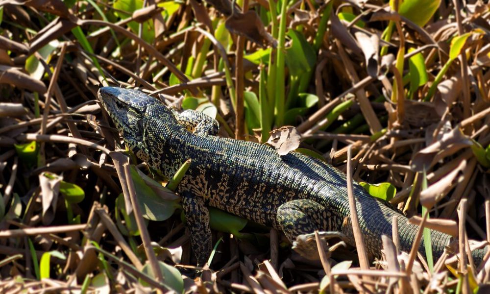 Un lagarto overo en el pasto. 