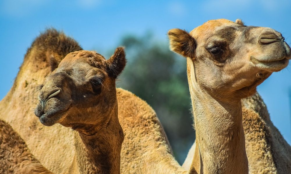 Camellos, uno de los mamíferos que más abunda en Australia