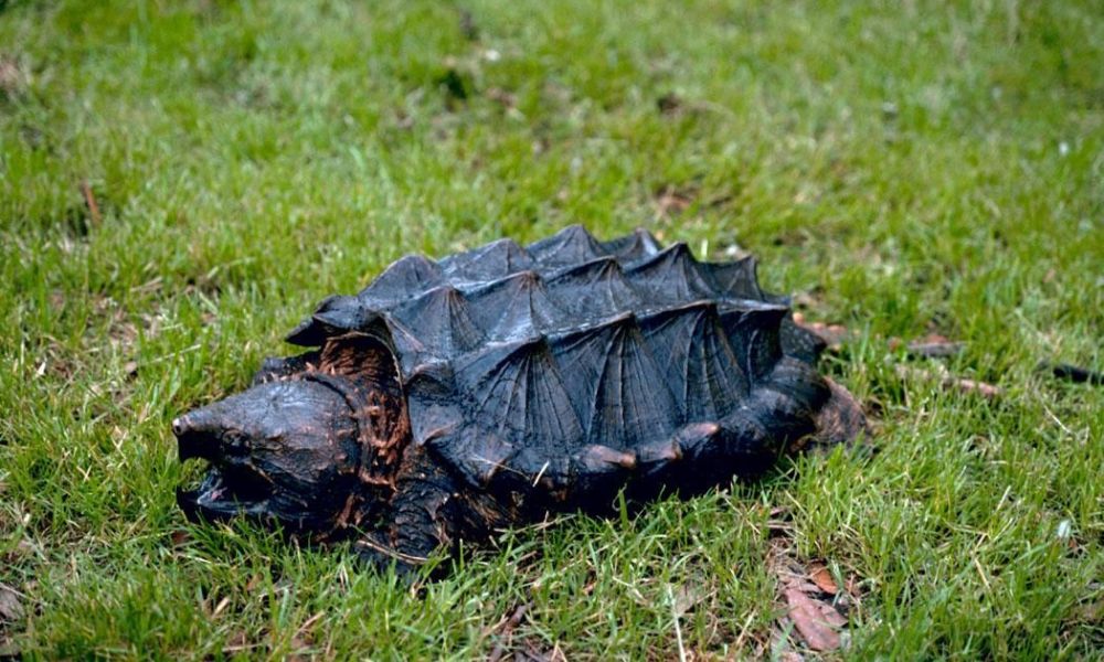 Una tortuga pequeña.