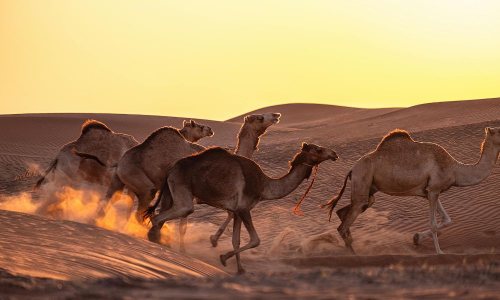 Camellos, uno de los mamíferos que más abunda en Australia