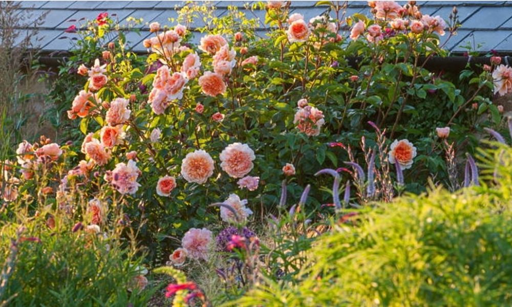 Jardín repleto de ejemplares de Juliet Rose.