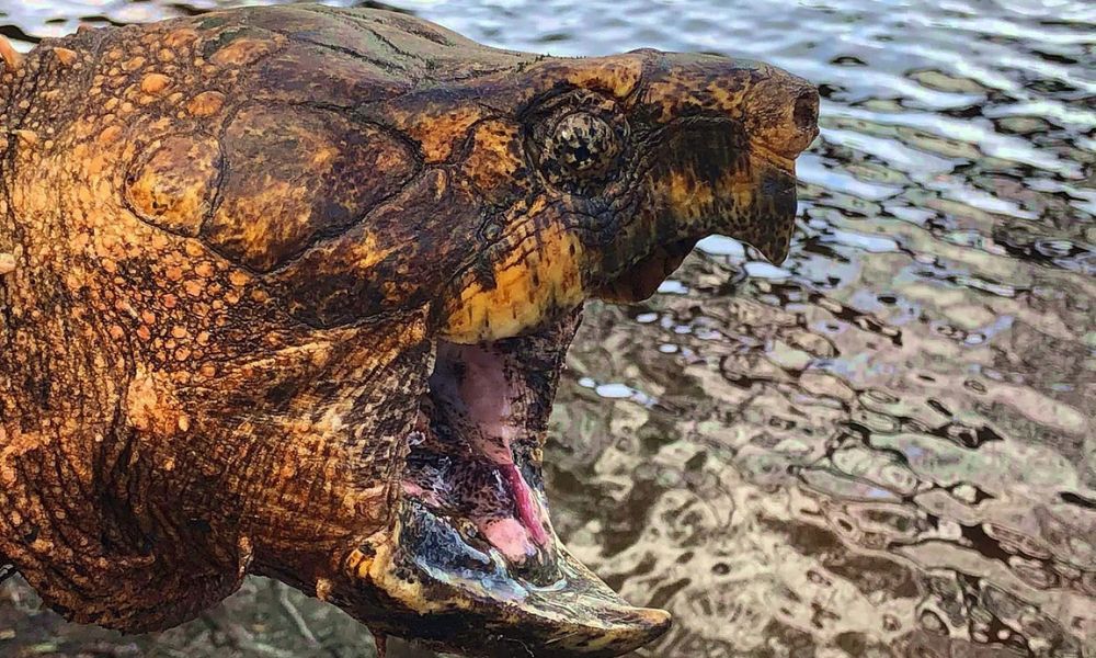 Detalles de la cara de una tortuga caimán. 