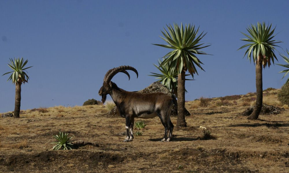 Capra walie, cabra montesa de Etiopía