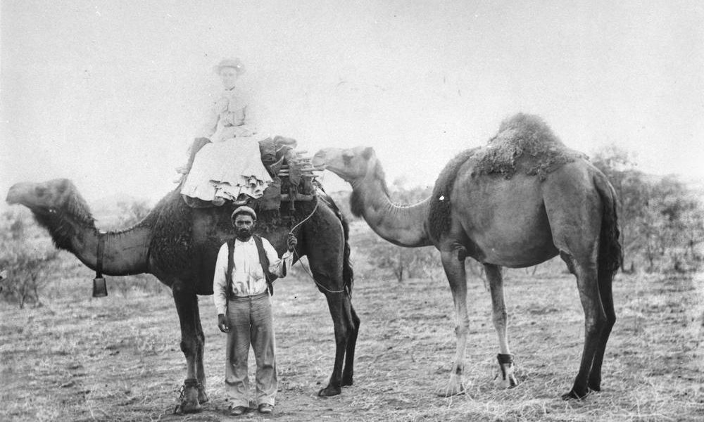 Camellos en Australia