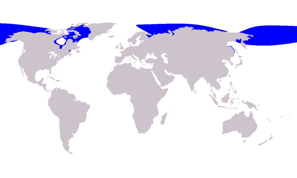 En azul, el sector del planeta que habita esta especie.
