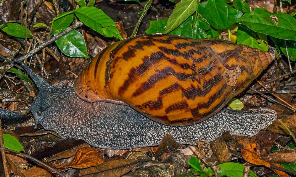 Aspecto de un ejemplar del caracol terrestre más grande del mundo.