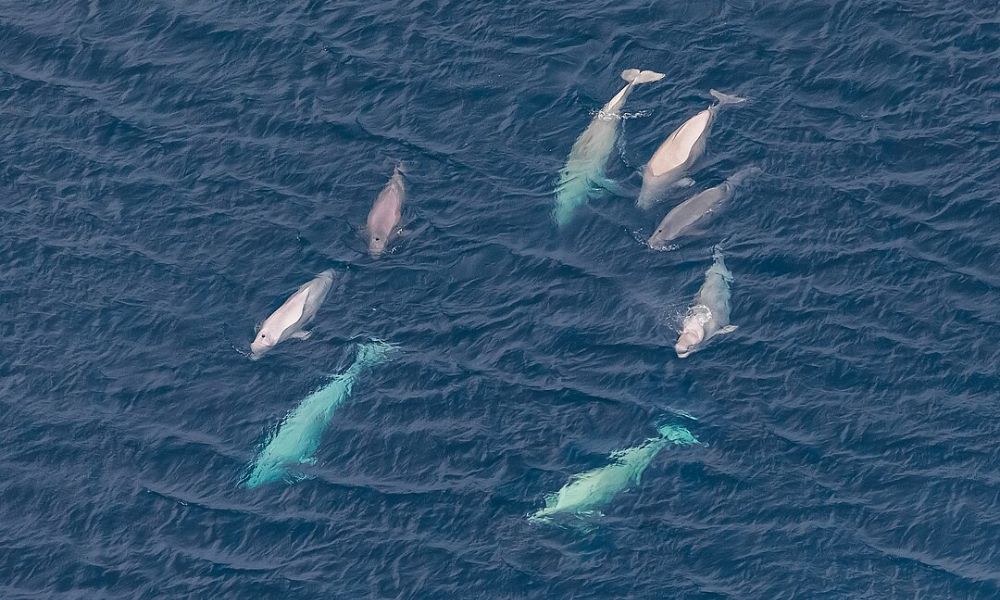 Ejemplares de beluga, en plena migración. 