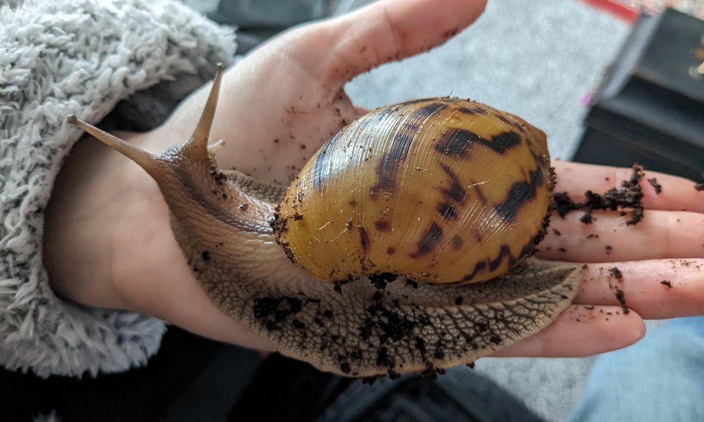 Un ejemplar joven del caracol gigante africano, que es el caracol terrestre más grande del mundo. 