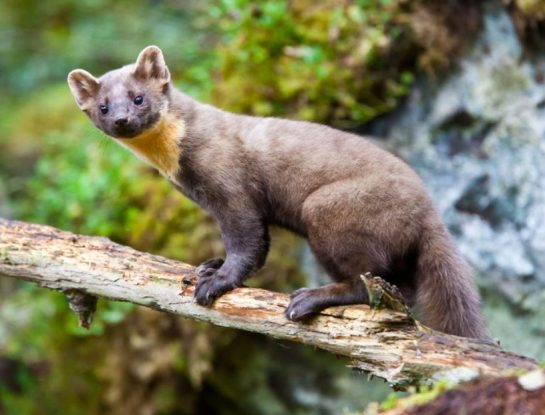Marta europea, el pequeño y feroz animal que caza aves y reptiles