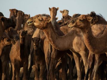 Australia, el país con más camellos en el mundo