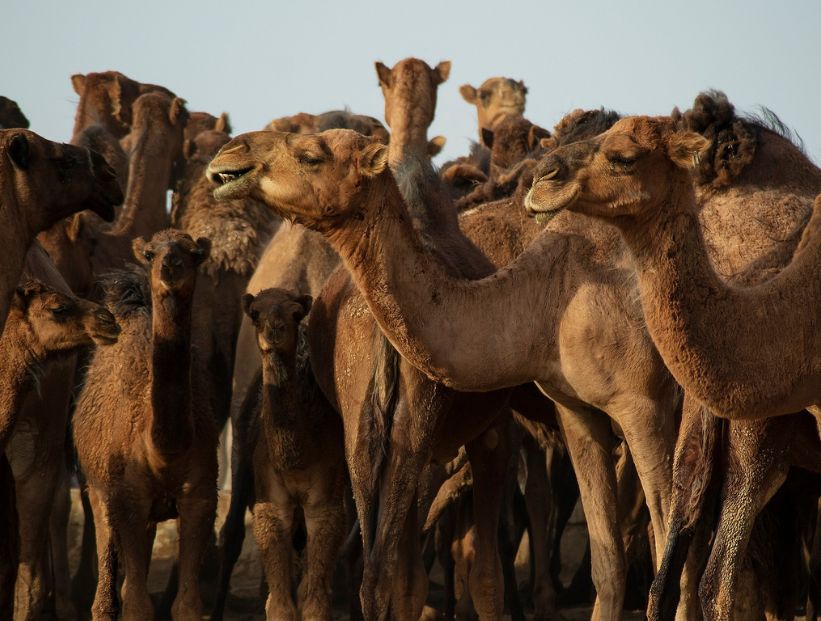 Australia, el país con más camellos en el mundo