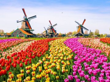 Tulipomanía - Países Bajos