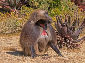 Mono corazón sangrante, especie endémica de Etiopía