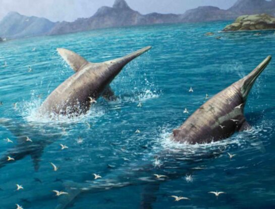 Ichthyotitan severnensis, el gran "delfín" que es el segundo animal marino más grande de la historia