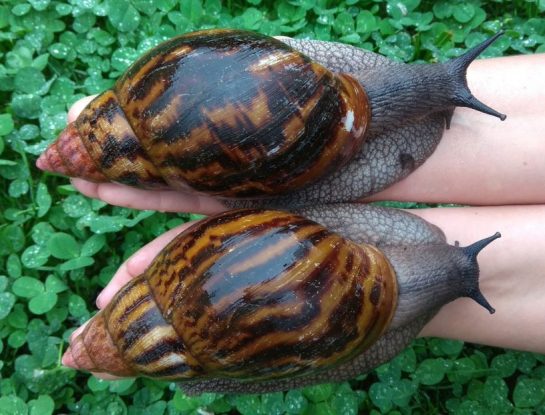 ¿Cuál es el caracol terrestre más grande del mundo? 