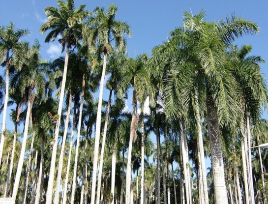 Palmentuin: un enorme jardín de palmeras que se conserva en el país más pequeño de Sudamérica