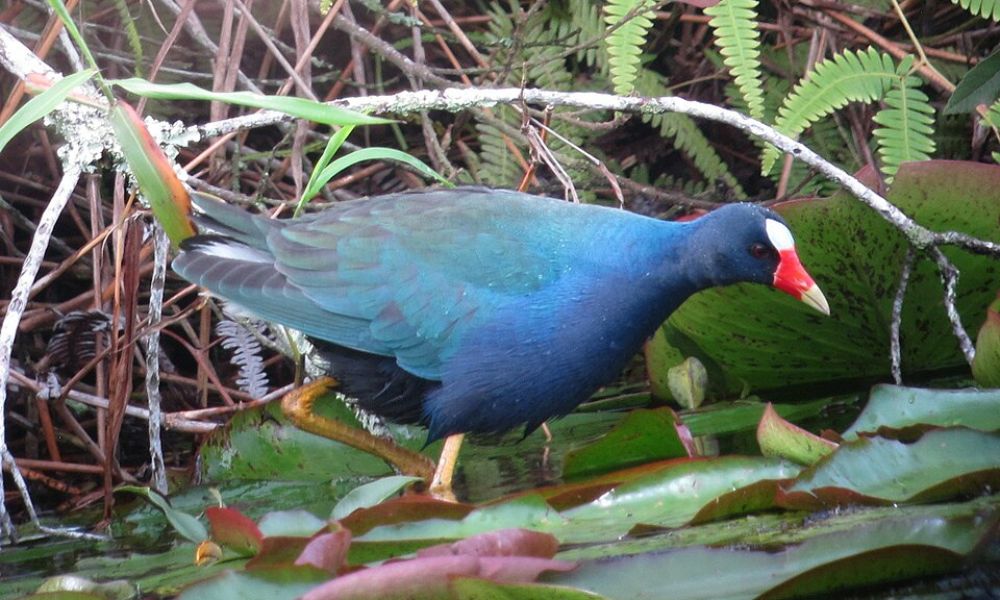 Aspecto de un pollona azul.