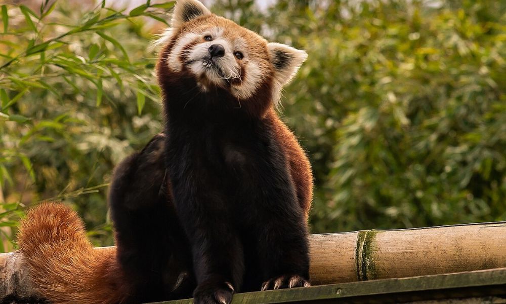 Aspecto de un panda rojo. 