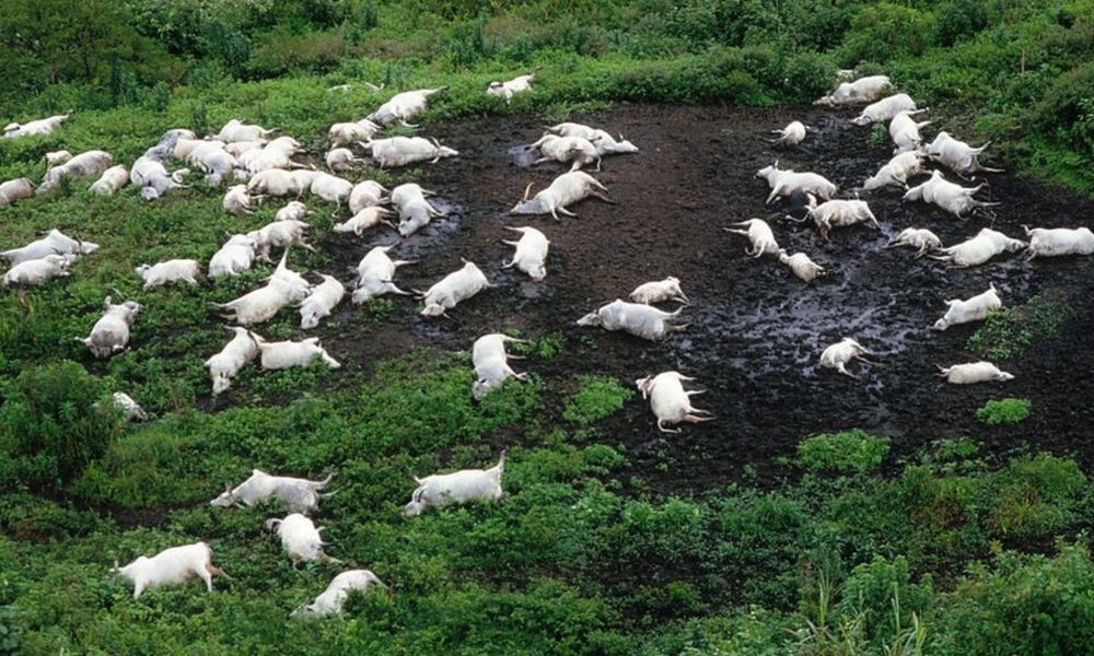 vacas blancas en el campo después de la explosión del lago nyos muertas