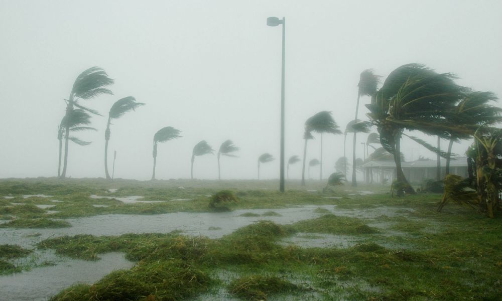 huracan viento muy fuerte en zona de palmeras. lluvia