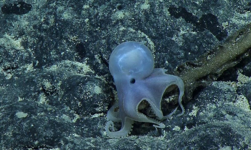 pulpo fantasma bajo el mar