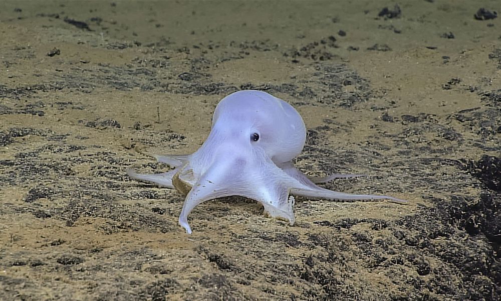 pulpo blanco pálido en el fondo del mar