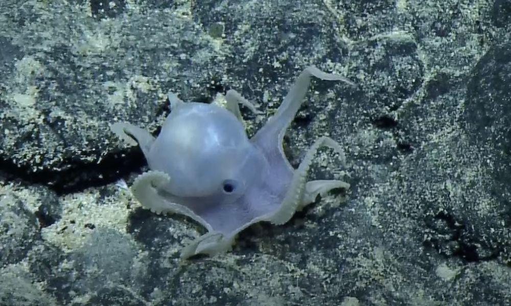 pulpo fantasma sobre roca verdosa bajo el mar océano