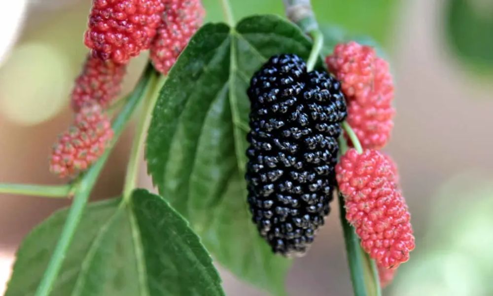 "Oro rojo": moras negras