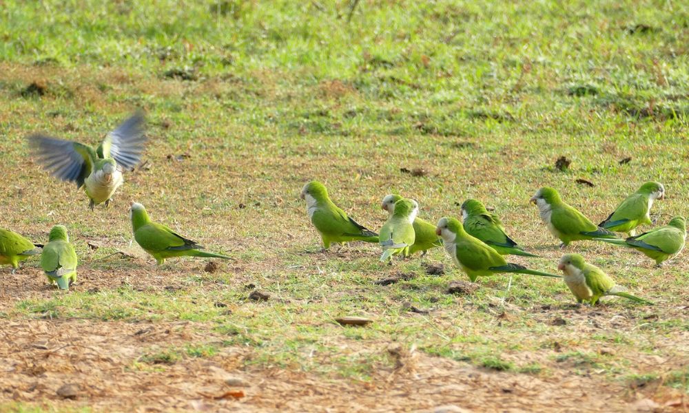 Perico monje, el ave de Sudamérica que fue introducida en Europa