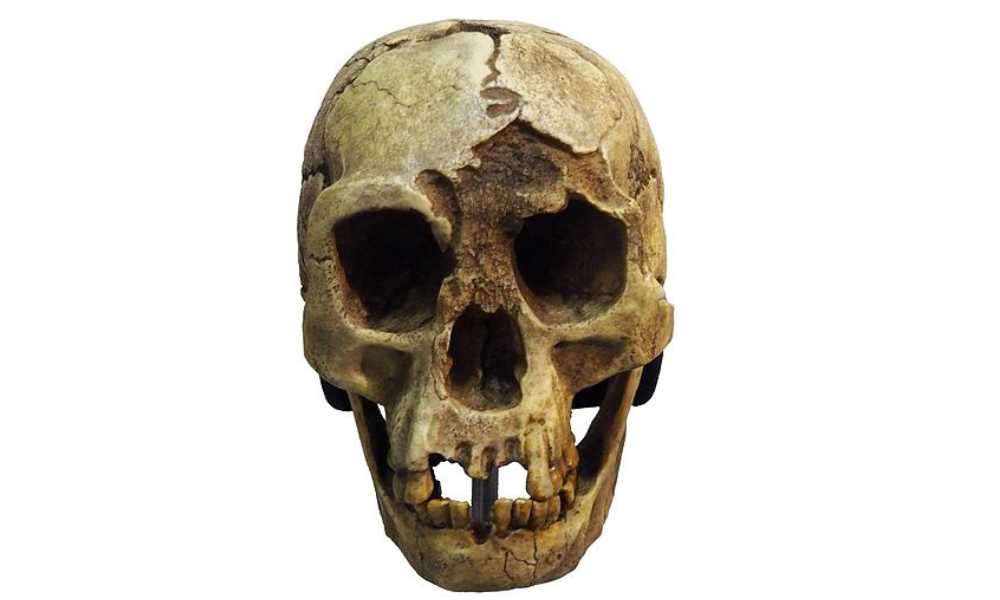 Homo floresiensis, hobbit