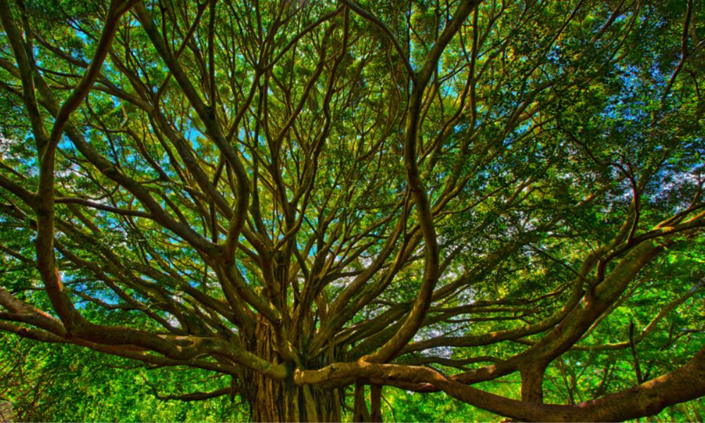 copa del árbol más grande del mundo