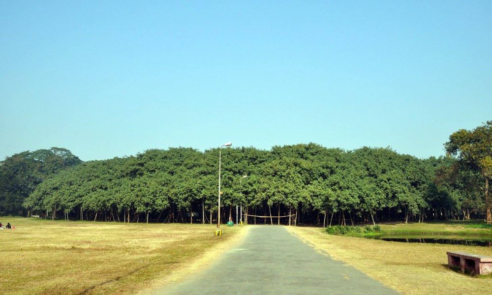 Así se ve de lejos el árbol más grande del mundo.