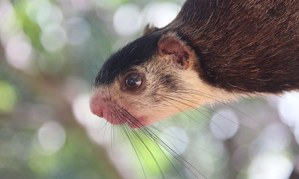 Cara de una ardilla malabar. 